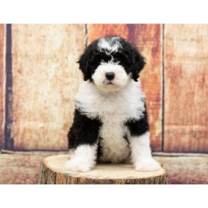 Best-Sheepadoodle-Puppies-For-Sale-In-Utah