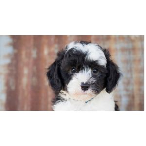 Best-Sheepadoodle-Puppies-For-Sale-In-Washington