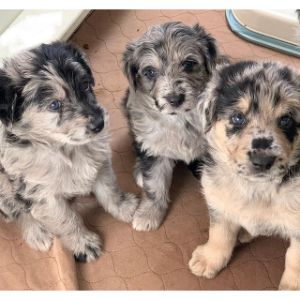 Best-Sheepadoodle-Puppies-For-Sale-In-Wisconsin