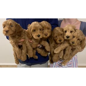 Blue-Bay-Labradoodles