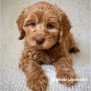 Brightstar-Labradoodles