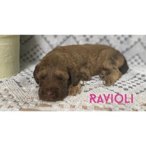 Bull-Valley-Australian-Labradoodles