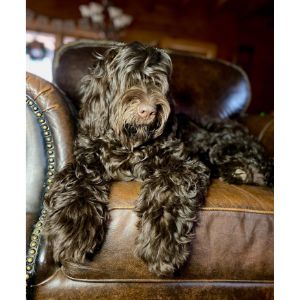 Cabin-Hill-Labradoodles-labradoodle-new-ham