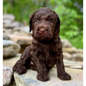 Cabin-Hill-Labradoodles