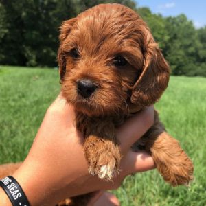 Cape-Cod-Cavapoos-of-Virginia