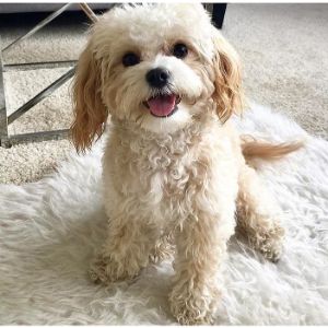 CavaCuties-cavapoo-missipi