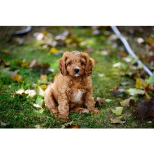 Cavapoo-Puppies-For-Sale-In-Washington