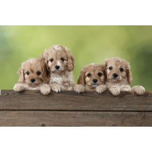 Cavapoo-Puppies-In-Connecticut