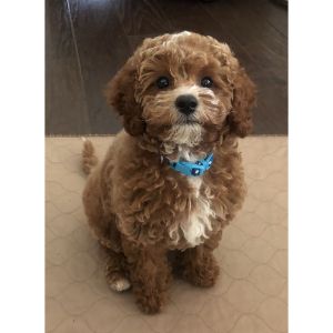 Cavapoo-Puppies-In-Illinois