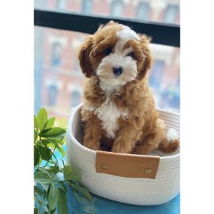 Cavapoo-Puppies-In-Massachusetts