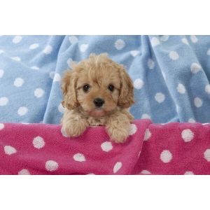 Cavapoo-Puppies-In-Michigan