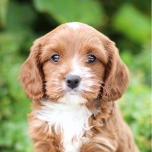 Cavapoo-Puppies-In-Mississippi