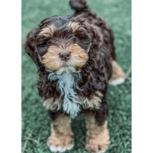 Chestnut-Hill-Australian-Labradoodles