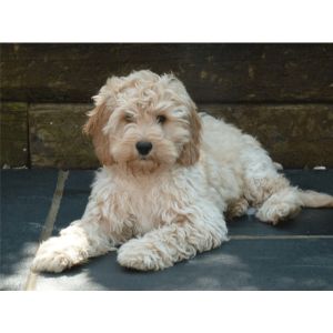 Cockapoo-Puppies-In-Delaware