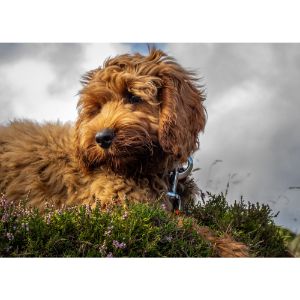 Cockapoo-Puppies-In-Illinois