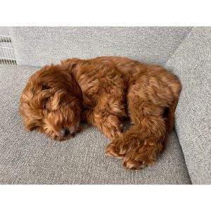 Cockapoo-Puppies-In-Maryland