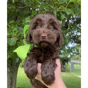 Colonial-Village-Labradoodles