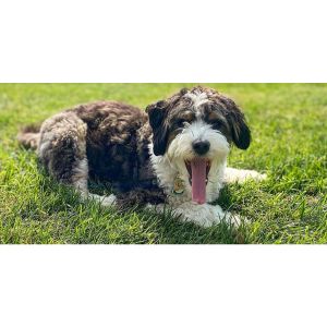 Conclusion-For-Best-Aussiedoodle-Breeders-In-Massachusetts