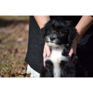 Conclusion-For-Best-Aussiedoodle-Breeders-In-Missouri