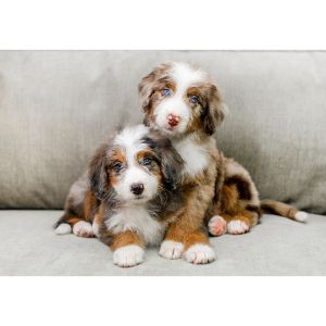 Conclusion-For-Best-Aussiedoodle-Breeders-In-Tennessee