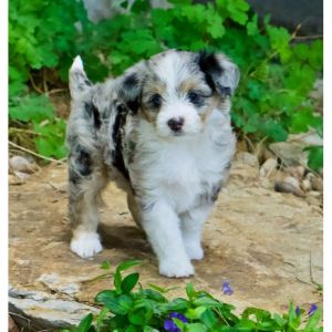 Conclusion-For-Best-Aussiedoodle-Breeders-In-Wisconsin