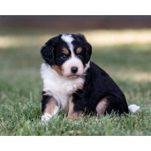 Conclusion-For-Best-Bernedoodle-Breeders-In-Alabama