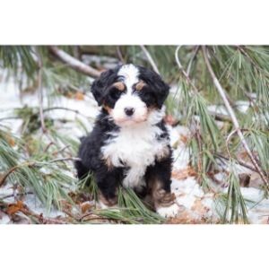 Conclusion-For-Best-Bernedoodle-Breeders-In-Colorado