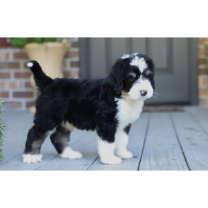 Conclusion-For-Best-Bernedoodle-Breeders-In-Delaware