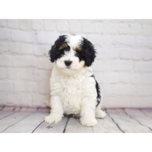 Conclusion-For-Best-Bernedoodle-Breeders-In-Illinois