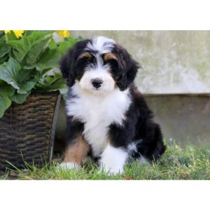 Conclusion-For-Best-Bernedoodle-Breeders-In-Indiana