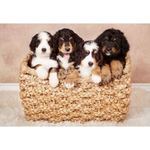 Conclusion-For-Best-Bernedoodle-Breeders-In-Massachusetts