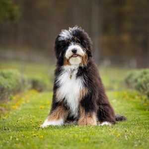 Conclusion-For-Best-Bernedoodle-Breeders-In-Missouri