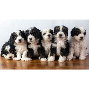 Conclusion-For-Best-Bernedoodle-Breeders-In-Tennessee