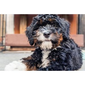 Conclusion-For-Best-Bernedoodle-Breeders-In-Utah