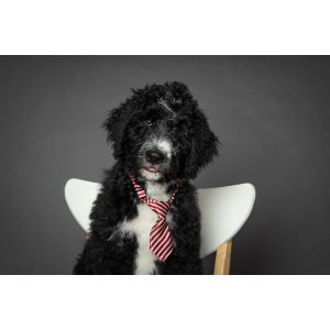 Conclusion-For-Best-Bernedoodle-Breeders-In-Virginia