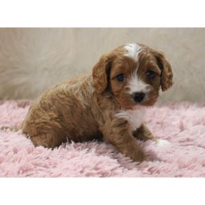 Conclusion-For-Best-Cavapoo-Breeders-In-Connecticut