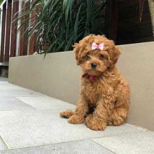 Conclusion-For-Best-Cavapoo-Breeders-In-Illinois