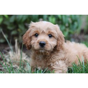 Conclusion-For-Best-Cavapoo-Breeders-In-Indiana