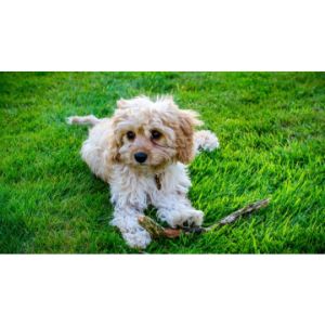 Conclusion-For-Best-Cavapoo-Breeders-In-Tennessee