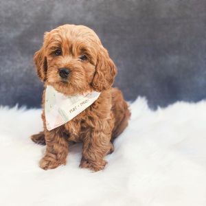 Conclusion-For-Best-Cavapoo-Breeders-In-Utah