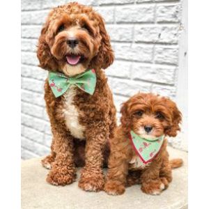 Conclusion-For-Best-Cavapoo-Breeders-In-Virginia