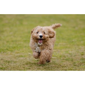 Conclusion-For-Best-Cavapoo-Breeders-In-Washington
