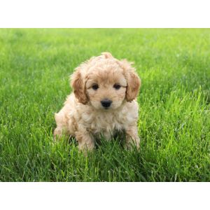 Conclusion-For-Best-Cockapoo-Breeders-In-Arizona