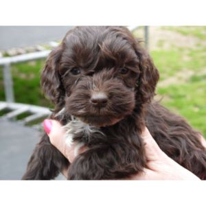 Conclusion-For-Best-Cockapoo-Breeders-In-Connecticut