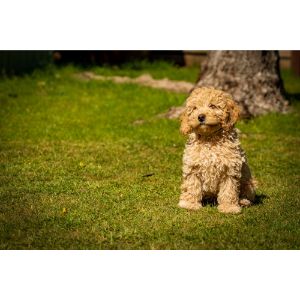 Conclusion-For-Best-Cockapoo-Breeders-In-Delaware