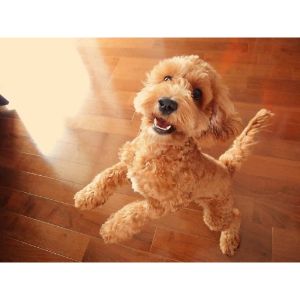 Conclusion-For-Best-Cockapoo-Breeders-In-Florida