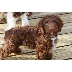 Conclusion-For-Best-Cockapoo-Breeders-In-Indiana