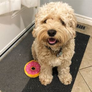 Conclusion-For-Best-Cockapoo-Breeders-In-Maryland