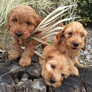 Conclusion-For-Best-Cockapoo-Breeders-In-Tennessee