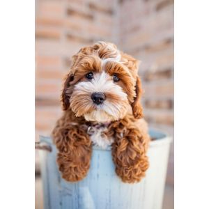 Conclusion-For-Best-Cockapoo-Breeders-in-Mississippi